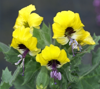 Henbane-bitters (Hyoscyamus aureus); psychotropic, entheogenic, bitter ��gall��